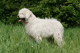 KOMONDOR 052